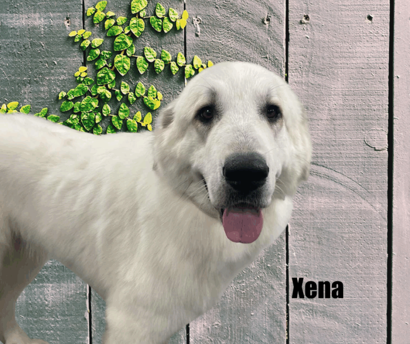 Xena