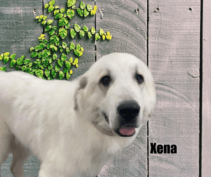 Xena