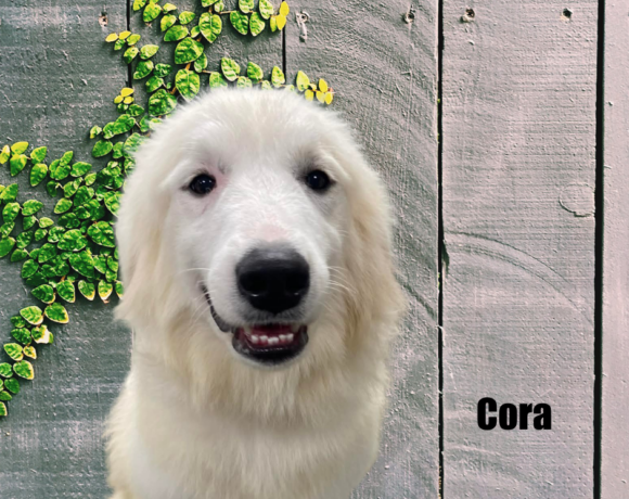 Cora