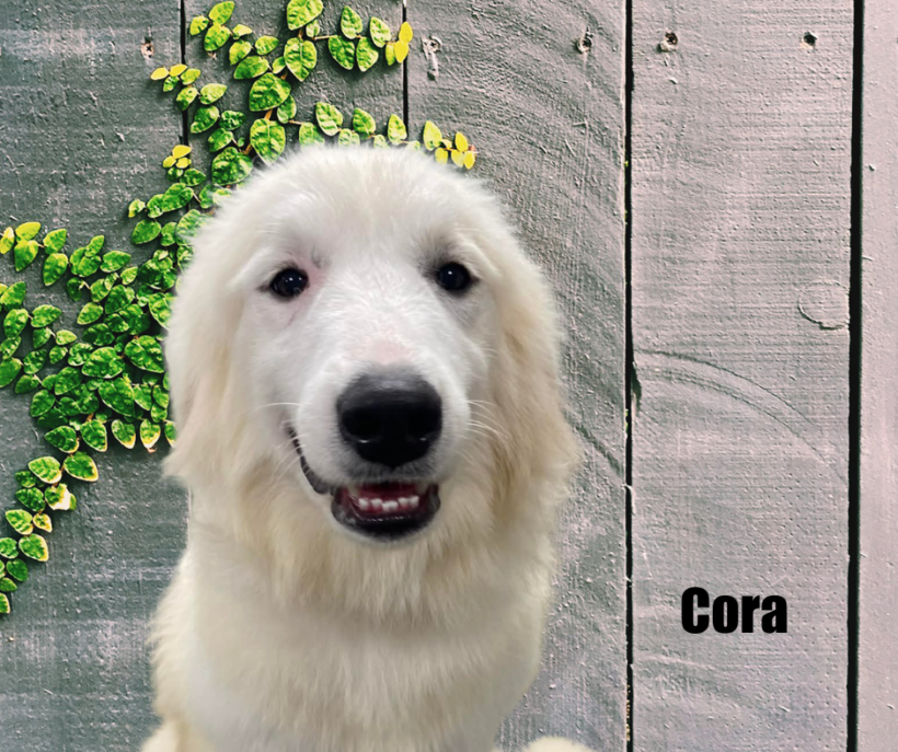 Cora