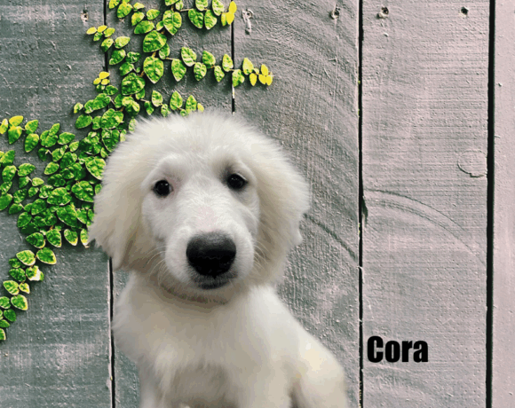 Cora Cora