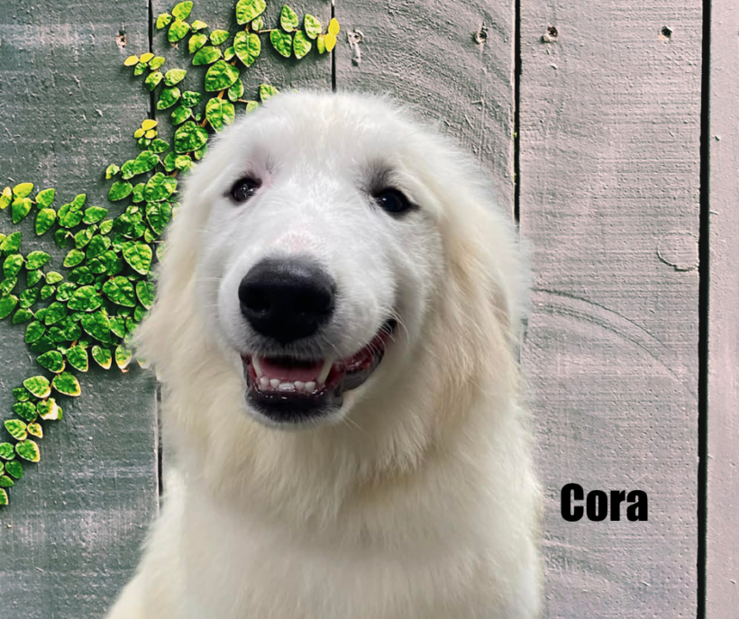 Cora