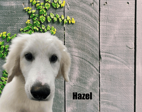 Hazel