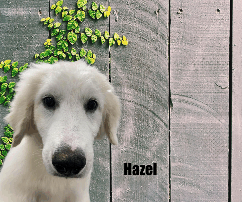 Hazel