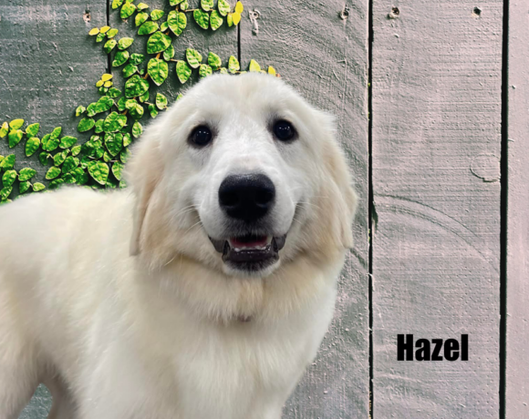 Hazel