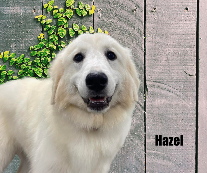 Hazel Hazel