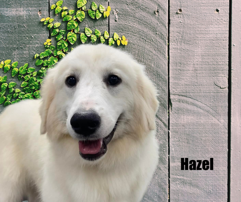 Hazel Hazel
