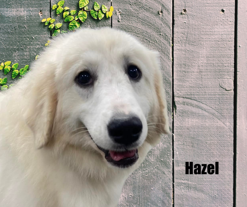 Hazel Hazel