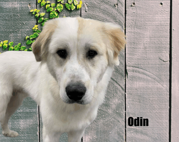Odin