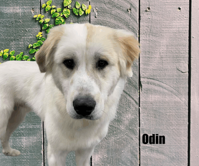 Odin
