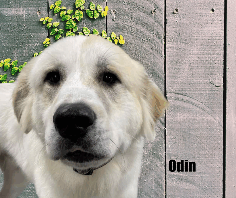 Odin