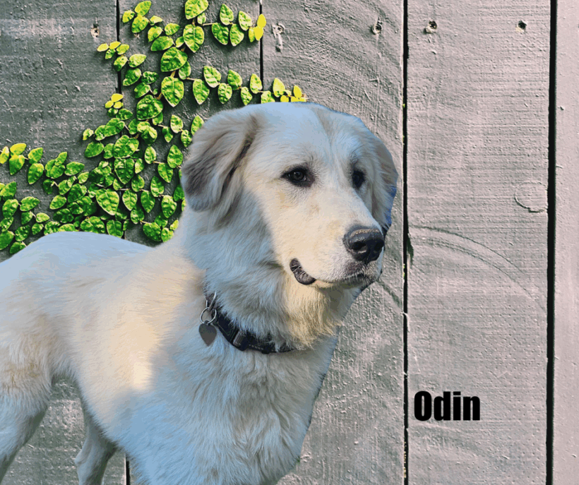 Odin Odin