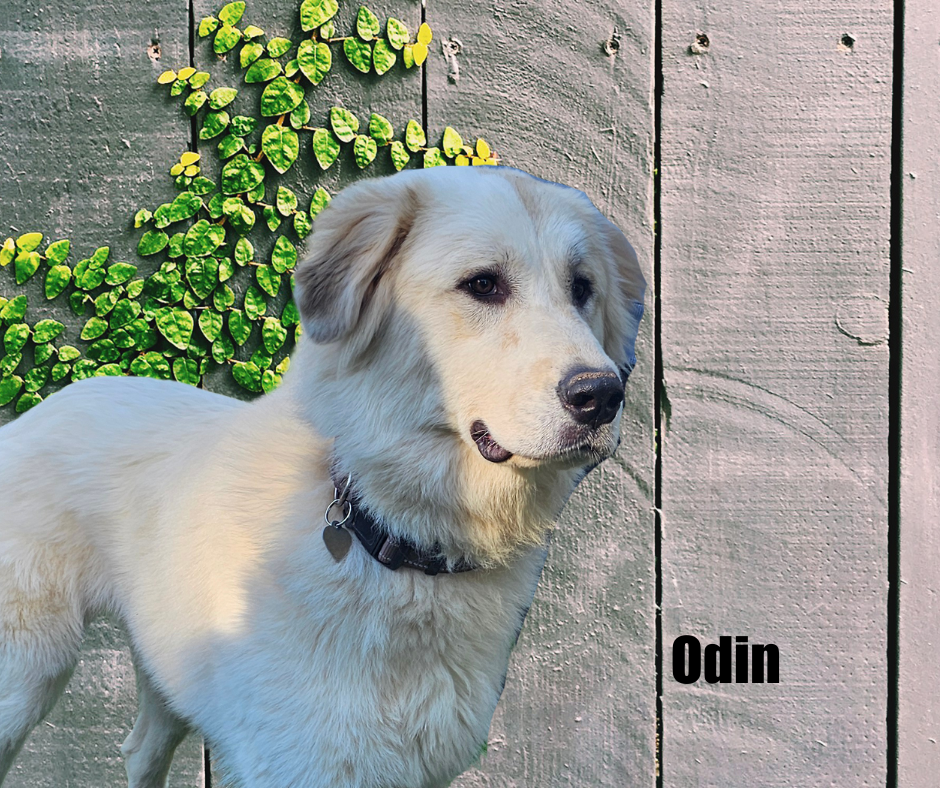 Odin Odin