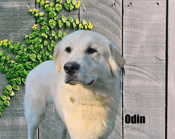 Odin Odin