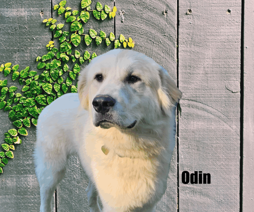 Odin Odin