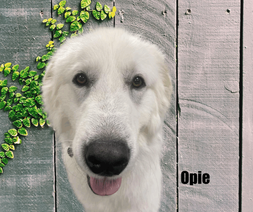 Opie