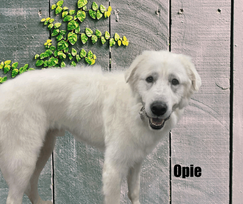 Opie