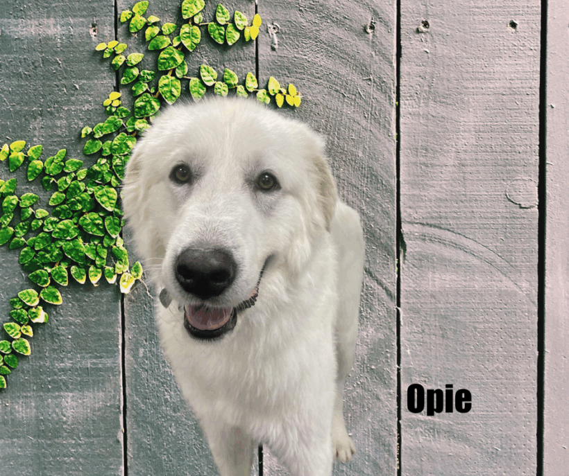 Opie