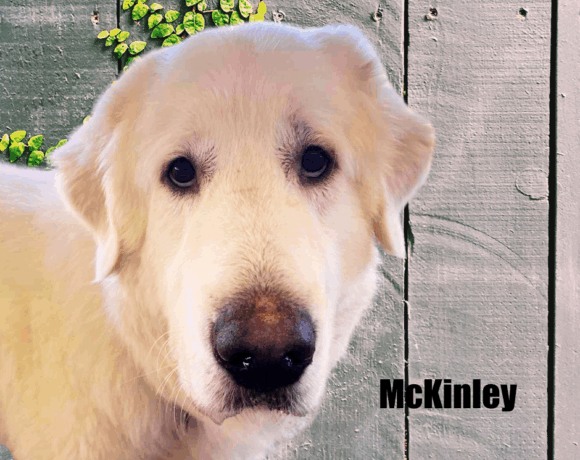 McKinley