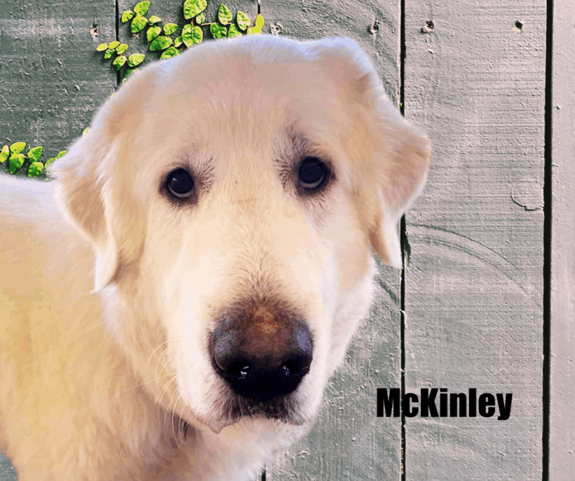 McKinley