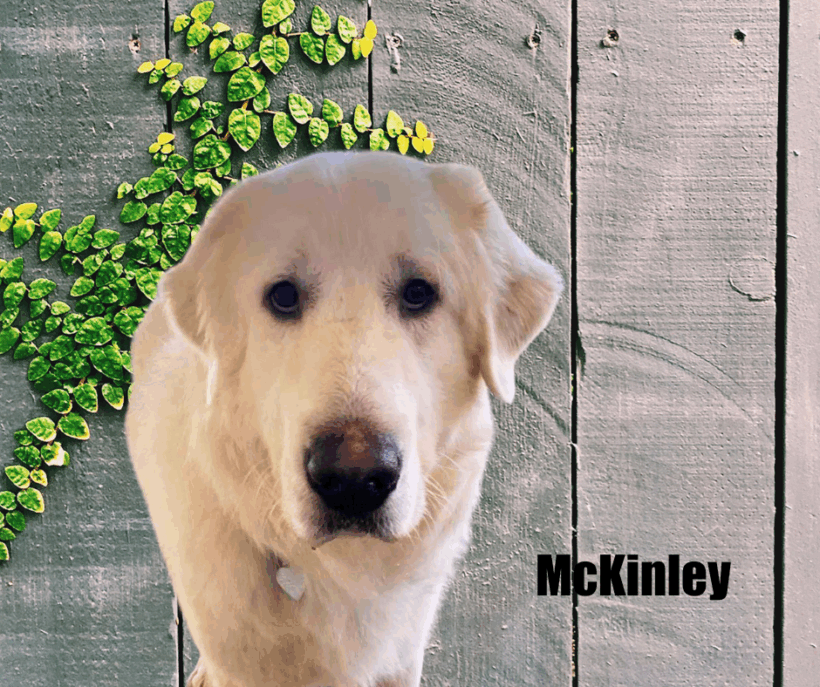 McKinley