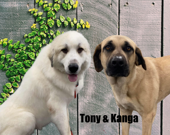 Tony & Kanga
