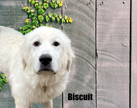 Biscuit Biscuit