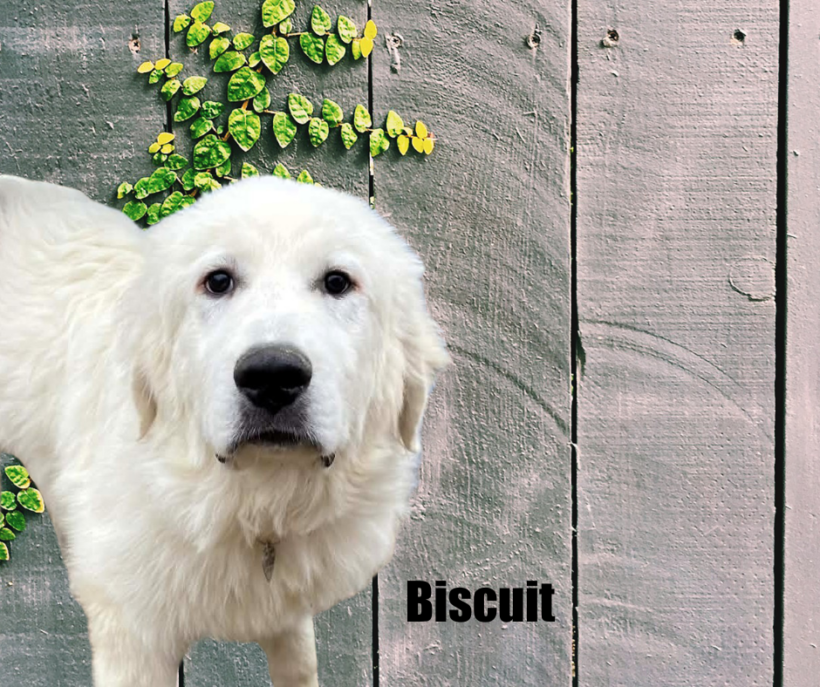 Biscuit