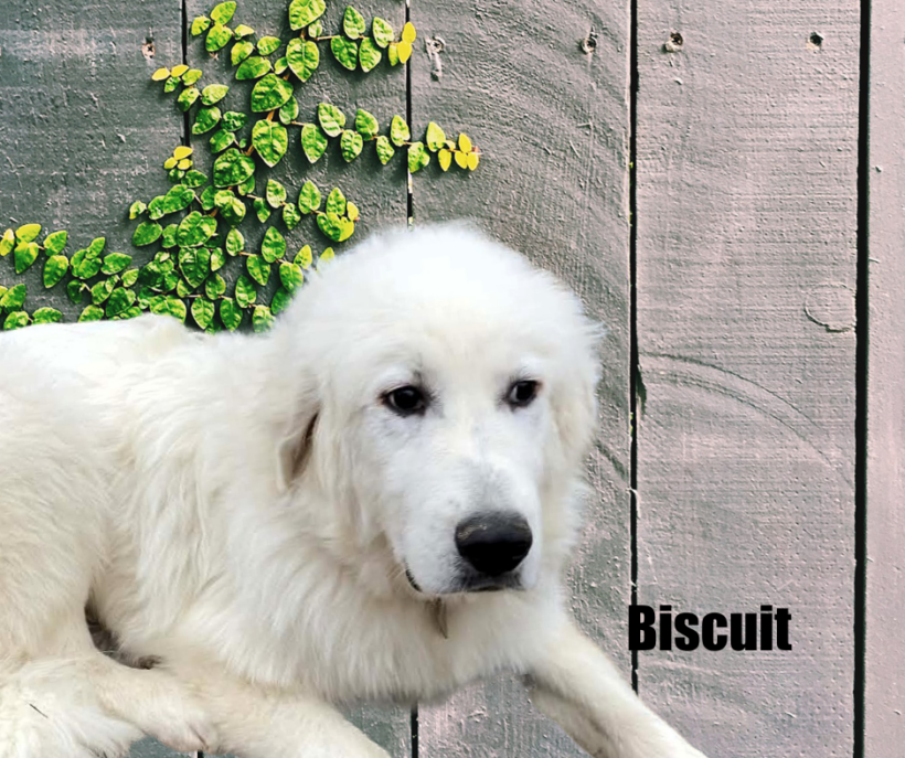 Biscuit