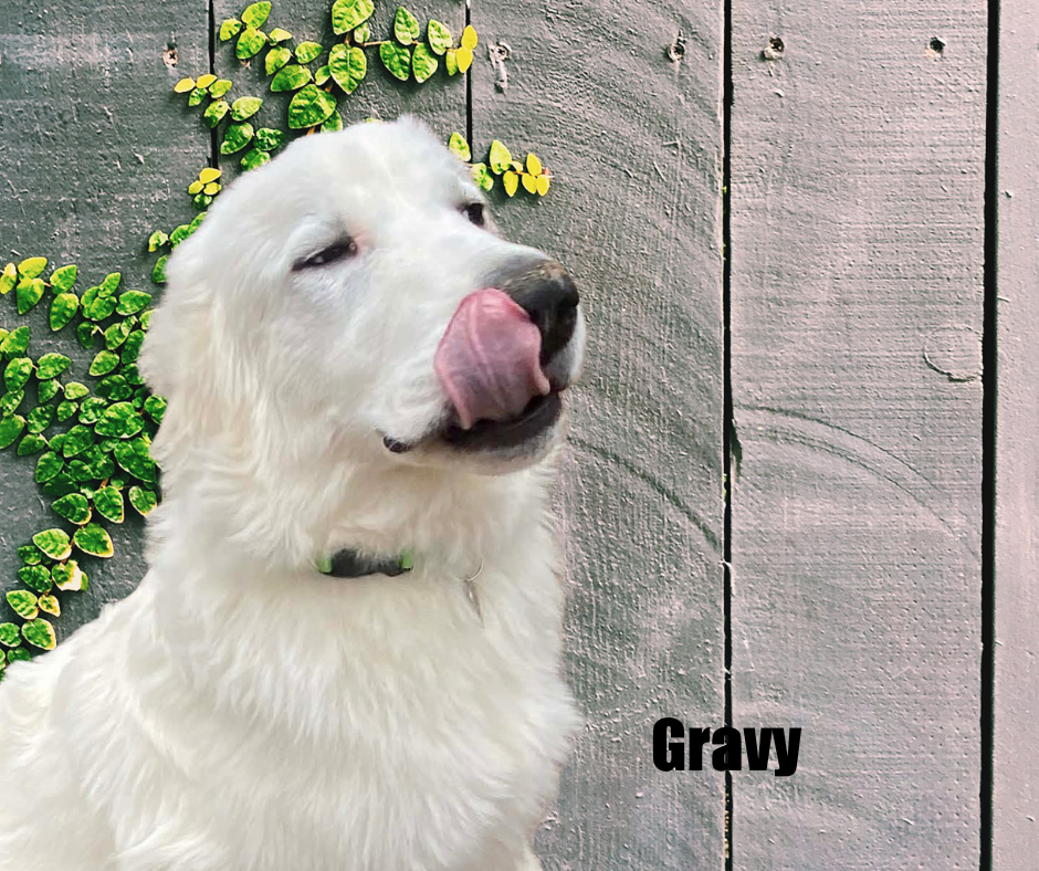 Gravy Gravy