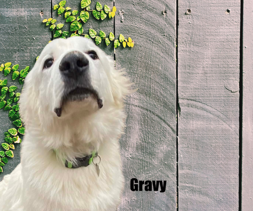 Gravy Gravy