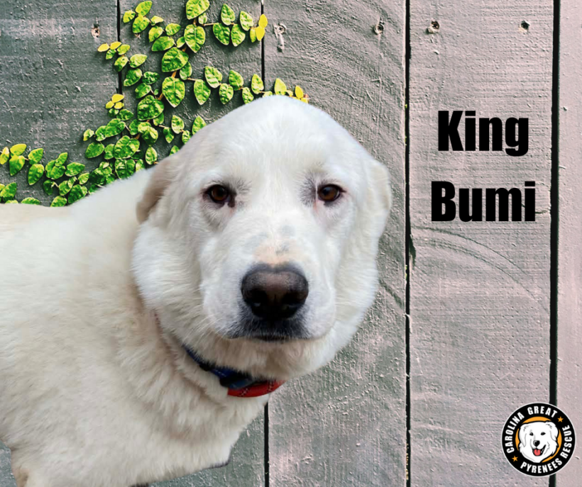 King Bumi, Momo, and Turtle Duck King Bumi, Momo, and Turtle Duck