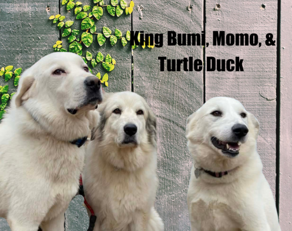King Bumi, Momo, and Turtle Duck