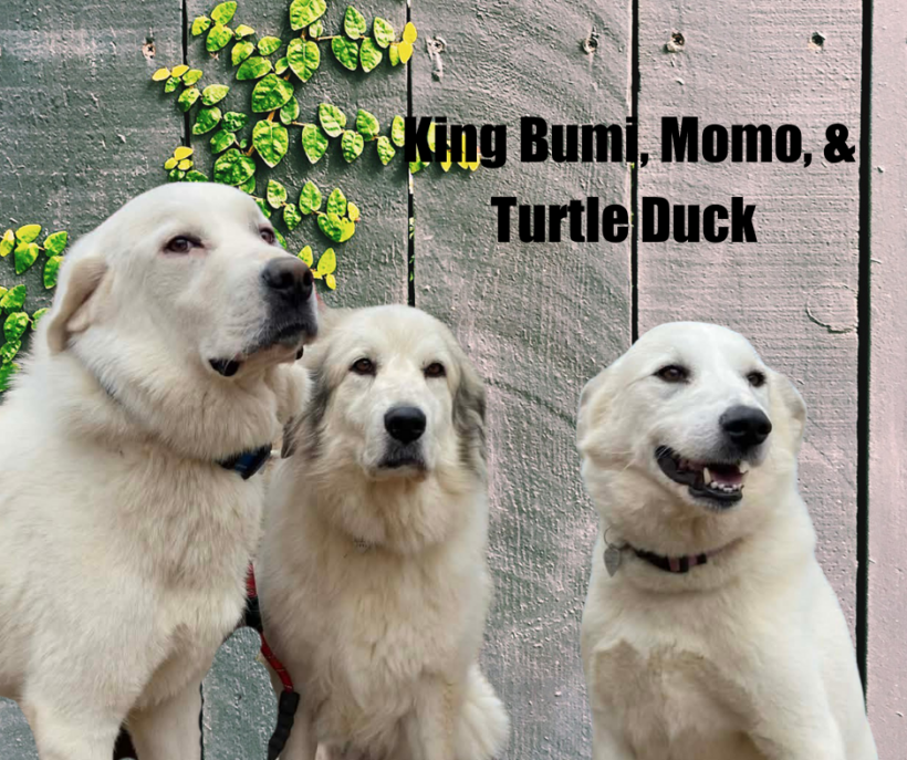 King Bumi, Momo, and Turtle Duck King Bumi, Momo, and Turtle Duck