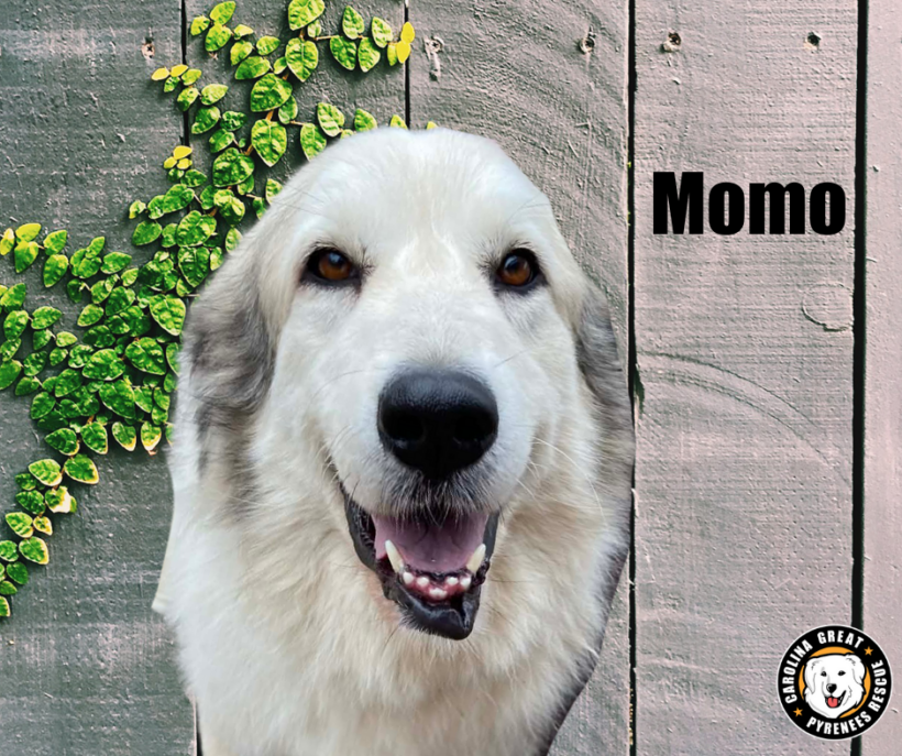 King Bumi, Momo, and Turtle Duck King Bumi, Momo, and Turtle Duck