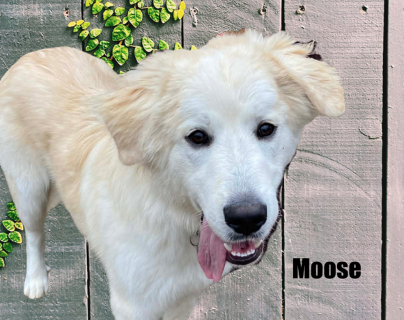 Moose