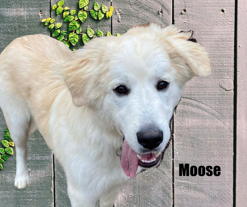 Moose Moose