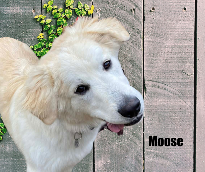 Moose Moose
