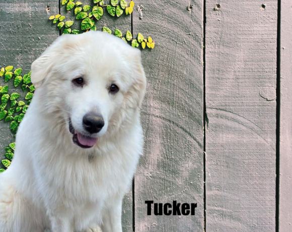 Tucker