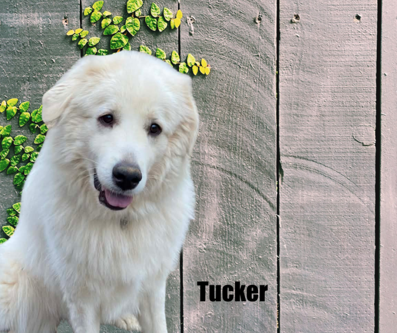 Tucker
