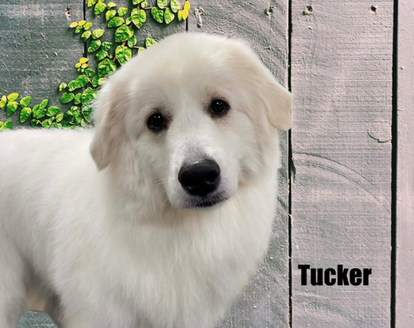 Tucker