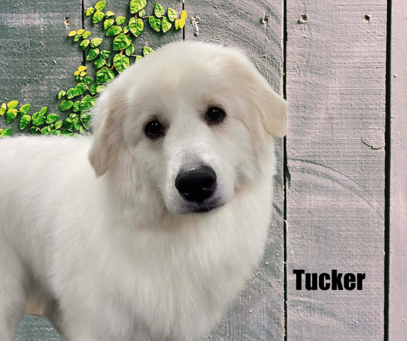 Tucker