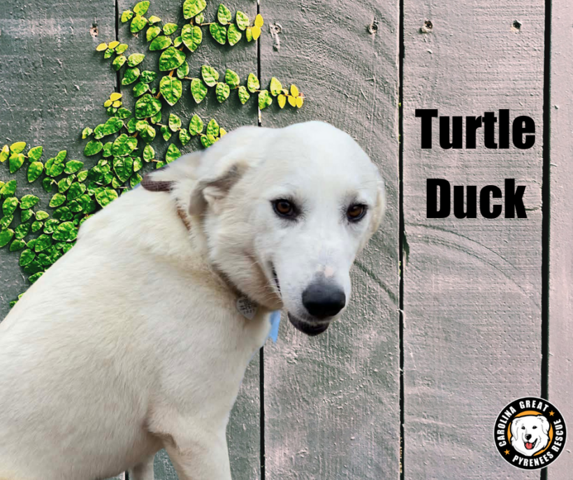 King Bumi, Momo, and Turtle Duck King Bumi, Momo, and Turtle Duck