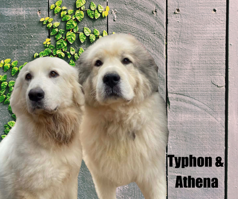 Typhon and Athena