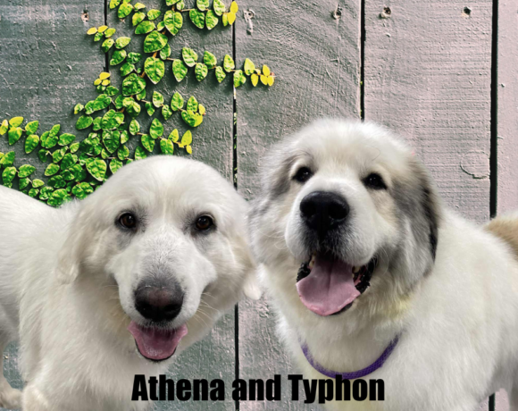 Typhon and Athena