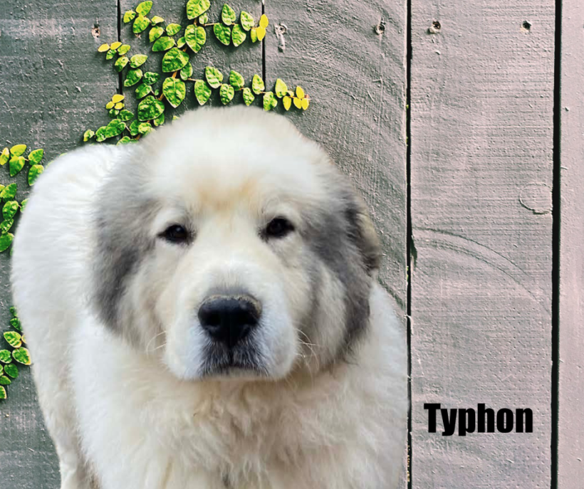 Typhon and Athena