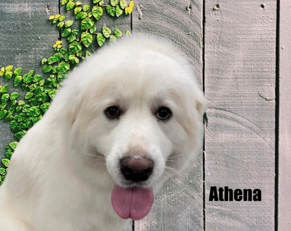 Athena
