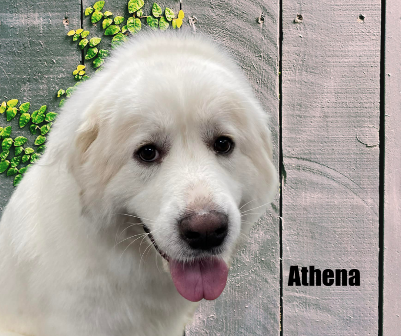 Athena