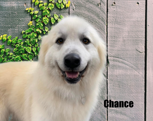 Chance