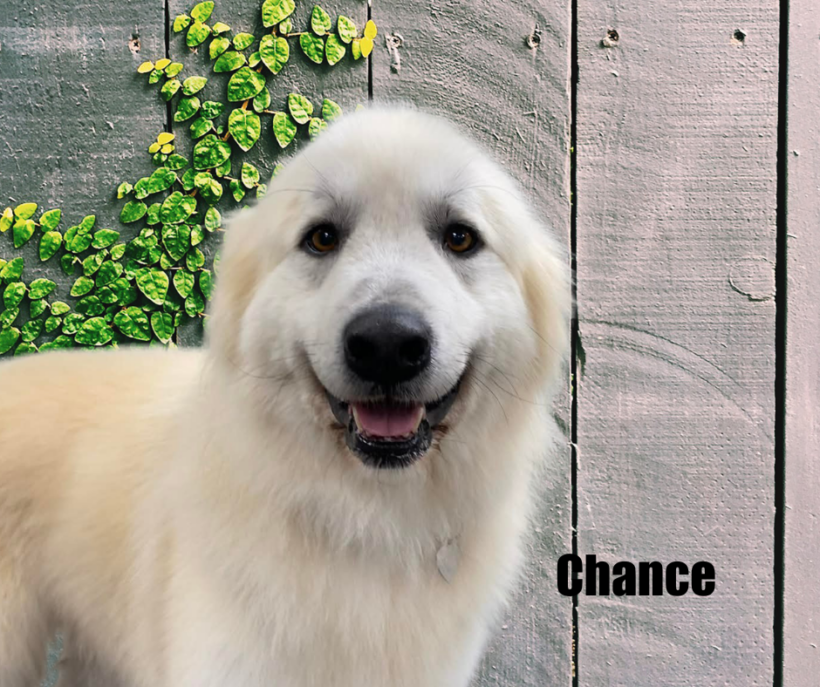 Chance